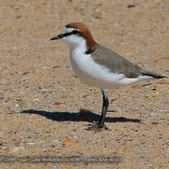 Charadrius ruficapillus (Red-capped Plover) at Jervis Bay National Park - 29 Aug 2017 by Charles Dove
