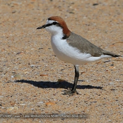 Anarhynchus ruficapillus (Red-capped Plover) at Jervis Bay National Park - 29 Aug 2017 by Charles Dove
