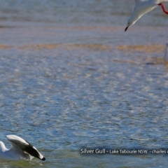 Chroicocephalus novaehollandiae (Silver Gull) at Undefined - 24 Aug 2017 by Charles Dove