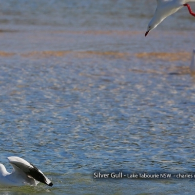 Chroicocephalus novaehollandiae (Silver Gull) at Undefined - 25 Aug 2017 by CharlesDove