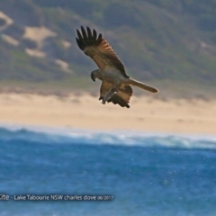 Haliastur sphenurus (Whistling Kite) at Undefined - 18 Aug 2017 by CharlesDove