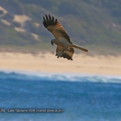 Haliastur sphenurus (Whistling Kite) at Undefined - 18 Aug 2017 by CharlesDove