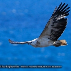 Haliaeetus leucogaster (White-bellied Sea-Eagle) at Undefined - 28 Aug 2017 by CharlesDove