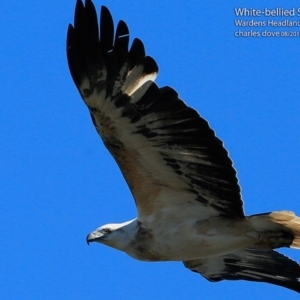 Haliaeetus leucogaster at undefined - 28 Aug 2017