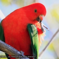 Alisterus scapularis (Australian King-Parrot) at Undefined - 18 Aug 2017 by CharlesDove
