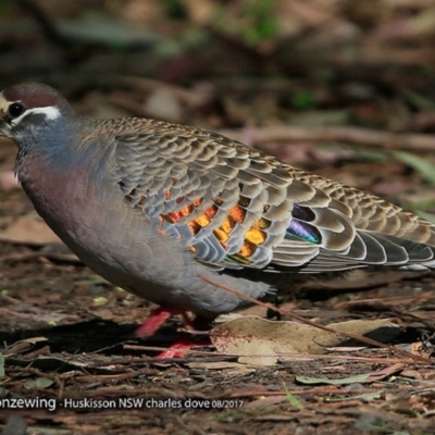Phaps chalcoptera (Common Bronzewing) at Wirreecoo Trail - 19 Aug 2017 by Charles Dove