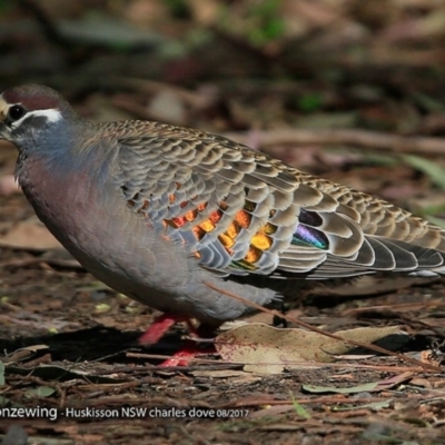 Phaps chalcoptera (Common Bronzewing) at Huskisson, NSW - 20 Aug 2017 by CharlesDove