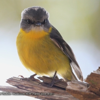 Eopsaltria australis (Eastern Yellow Robin) at Wirreecoo Trail - 16 Aug 2017 by CharlesDove