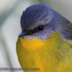 Eopsaltria australis at Huskisson, NSW - 16 Aug 2017 12:00 AM