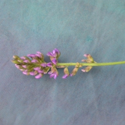 Cullen tenax (Tough Scurf-Pea) at Hackett, ACT - 23 Feb 2013 by waltraud