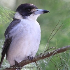 Cracticus torquatus (Grey Butcherbird) at Jervis Bay Maritime Museum - 16 Aug 2017 by CharlesDove