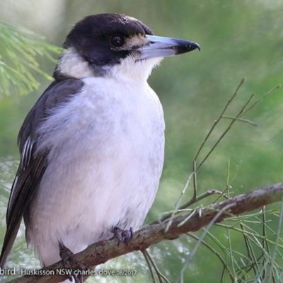 Cracticus torquatus (Grey Butcherbird) at Wirreecoo Trail - 15 Aug 2017 by Charles Dove