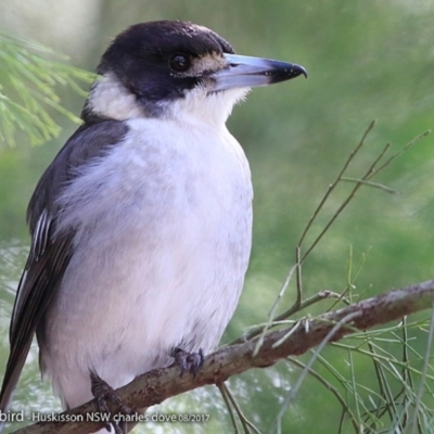 Cracticus torquatus (Grey Butcherbird) at Huskisson, NSW - 15 Aug 2017 by Charles Dove