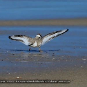 Charadrius rubricollis at suppressed - suppressed