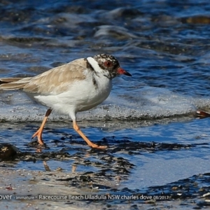 Charadrius rubricollis at suppressed - suppressed