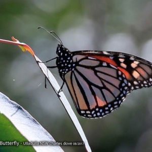 Danaus plexippus at undefined - 18 Aug 2017