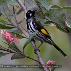 Phylidonyris novaehollandiae (New Holland Honeyeater) at South Pacific Heathland Reserve - 14 Aug 2017 by CharlesDove