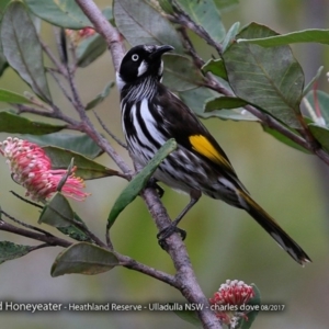 Phylidonyris novaehollandiae at South Pacific Heathland Reserve - 14 Aug 2017 12:00 AM