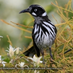 Phylidonyris novaehollandiae (New Holland Honeyeater) at Ulladulla - Warden Head Bushcare - 16 Aug 2017 by Charles Dove