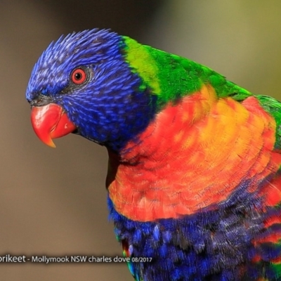 Trichoglossus moluccanus (Rainbow Lorikeet) at Undefined - 19 Aug 2017 by Charles Dove