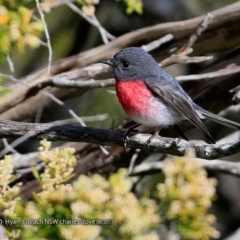 Petroica rosea (Rose Robin) at Undefined - 17 Aug 2017 by Charles Dove