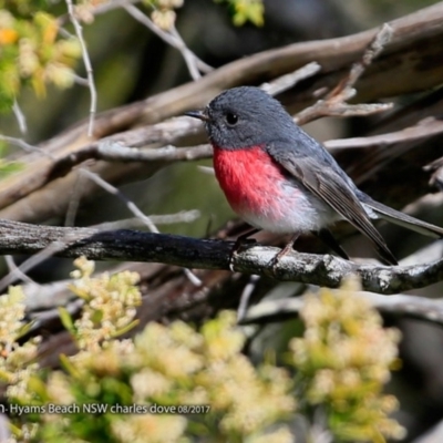 Petroica rosea (Rose Robin) at Undefined - 17 Aug 2017 by Charles Dove