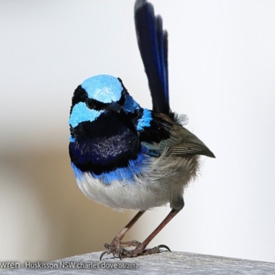 Malurus cyaneus (Superb Fairywren) at Jervis Bay Maritime Museum - 17 Aug 2017 by Charles Dove