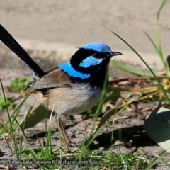 Malurus cyaneus (Superb Fairywren) at Undefined - 13 Aug 2017 by Charles Dove