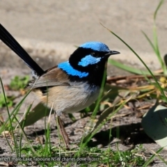 Malurus cyaneus (Superb Fairywren) at Undefined - 14 Aug 2017 by CharlesDove