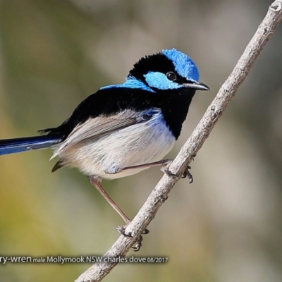 Malurus cyaneus (Superb Fairywren) at Undefined - 14 Aug 2017 by Charles Dove