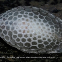 Lactoria sp (Cow Fish) at South Pacific Heathland Reserve - 18 Aug 2017 by Charles Dove