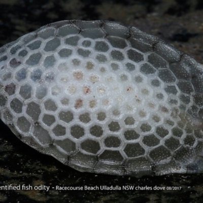 Lactoria sp (Cow Fish) at South Pacific Heathland Reserve - 18 Aug 2017 by Charles Dove