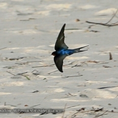 Hirundo neoxena (Welcome Swallow) at Undefined - 24 Aug 2017 by CharlesDove