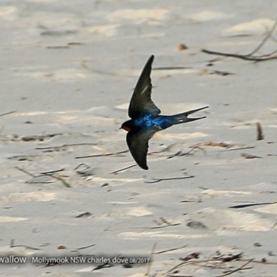 Hirundo neoxena (Welcome Swallow) at Undefined - 23 Aug 2017 by Charles Dove