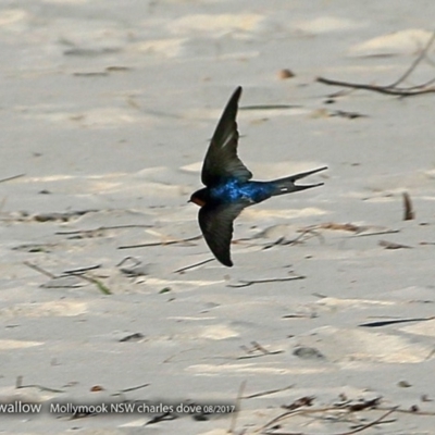 Hirundo neoxena (Welcome Swallow) at Undefined - 24 Aug 2017 by CharlesDove