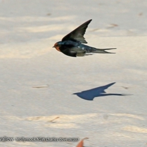 Hirundo neoxena at undefined - 24 Aug 2017