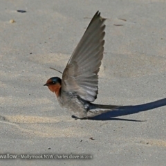 Hirundo neoxena at undefined - 24 Aug 2017