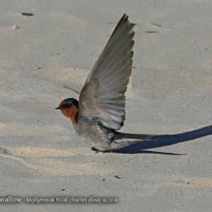 Hirundo neoxena at undefined - 24 Aug 2017 12:00 AM