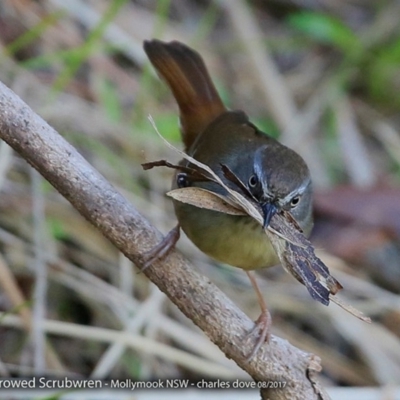 Sericornis frontalis (White-browed Scrubwren) at Undefined - 17 Aug 2017 by CharlesDove