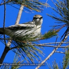 Lalage tricolor (White-winged Triller) at Undefined - 15 Aug 2017 by CharlesDove