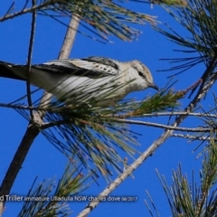 Lalage tricolor at undefined - 15 Aug 2017 12:00 AM