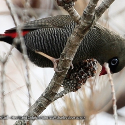 Stagonopleura bella (Beautiful Firetail) at Meroo National Park - 7 Aug 2017 by Charles Dove