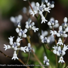 Conospermum taxifolium (Variable Smoke-bush) at South Pacific Heathland Reserve - 10 Aug 2017 by Charles Dove