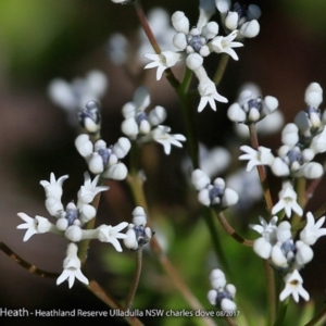 Conospermum taxifolium at South Pacific Heathland Reserve - 11 Aug 2017