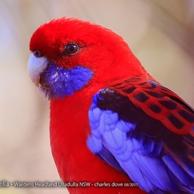 Platycercus elegans (Crimson Rosella) at Coomee Nulunga Cultural Walking Track - 9 Aug 2017 by Charles Dove