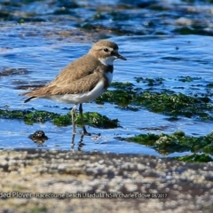 Anarhynchus bicinctus (Double-banded Plover) at South Pacific Heathland Reserve - 9 Aug 2017 by Charles Dove