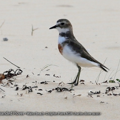Anarhynchus bicinctus (Double-banded Plover) at Wairo Beach and Dolphin Point - 8 Aug 2017 by Charles Dove
