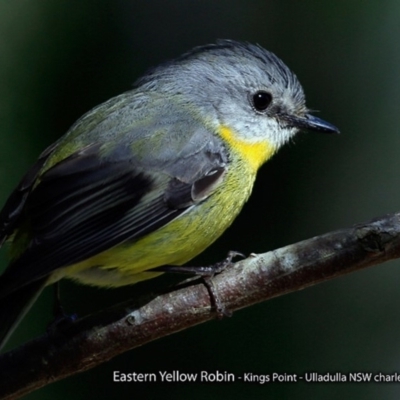 Eopsaltria australis (Eastern Yellow Robin) at Undefined - 11 Aug 2017 by Charles Dove