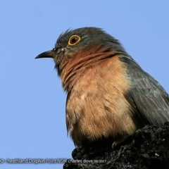 Cacomantis flabelliformis (Fan-tailed Cuckoo) at Meroo National Park - 14 Aug 2017 by Charles Dove