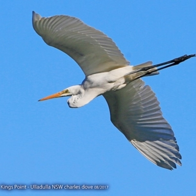 Ardea alba (Great Egret) at Undefined - 11 Aug 2017 by Charles Dove